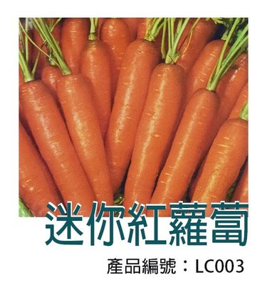 *滿1200免運*【LC003】DIY種子栽種 成就滿滿~紅蘿蔔(小型) 【園丁花圃】