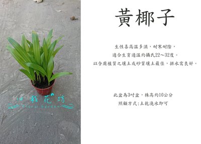 心栽花坊-黃椰子/3吋/小品盆栽/觀葉植物/售價50特價40