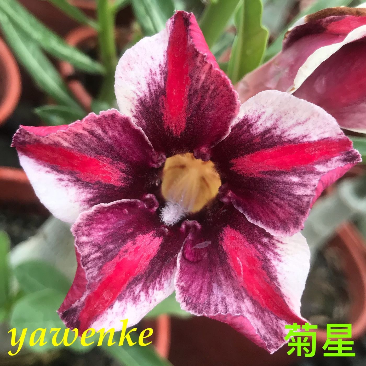 欣采園藝沙漠玫瑰富貴花耐旱植物單瓣品種 菊星 Yahoo奇摩拍賣