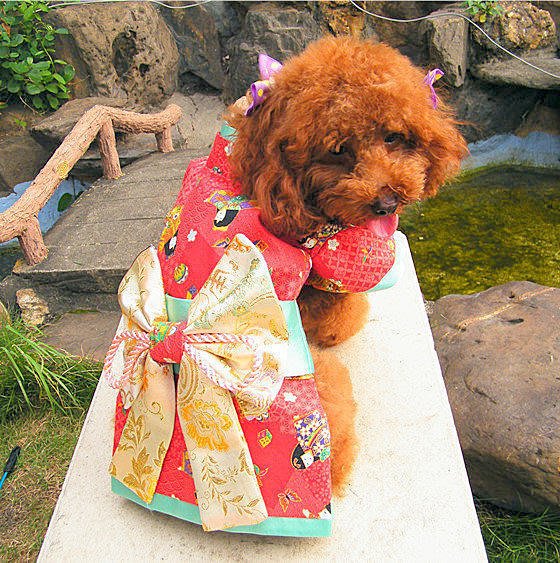 敗犬女王寵物手工衣精品館 狗狗和服精緻量身訂作 紅色日本和服 可客制化任何寵物衣服 中型犬 Yahoo奇摩拍賣