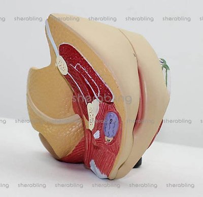 (ME-A108)人體女性生殖系統模型子宮模型婦產科輸卵管解剖計