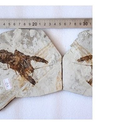 遼西古生物化石對龍蝦化石對蝦昆蟲植物狼鰭魚化石標本保真DX1712凌雲閣化石隕石 促銷