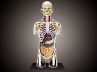 4D MASTER 立體拼組模型人體解剖教學系列-全透視人體-8吋半身透明軀幹 26068【小瓶子的雜貨小舖】