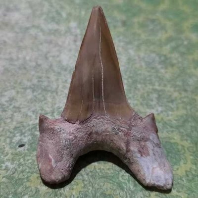 精品特大鯊魚牙齒古生物化石原石奇石摩洛哥珍藏品教學標本觀賞石凌雲閣化石隕石 促銷
