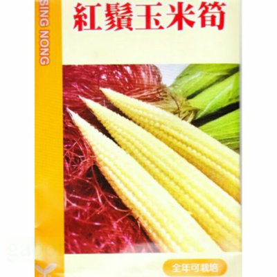 種子王國 紅鬚玉米筍 興農牌 大包裝蔬果種子 約1磅/包