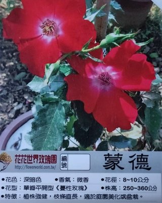 花花世界_玫瑰苗--蒙德-紅色蔓性-3.5吋黑軟盆/高10-20cm//MA