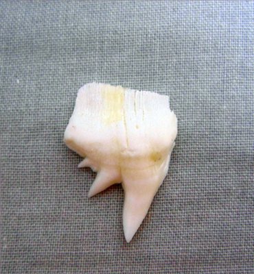 [六鰓鯊嘴牙]..2.1公分#1 六鰓鯊魚牙.上牙..稀有鯊魚超大尺寸! .雪白無缺損.....當項鍊墜子或標本珍藏!