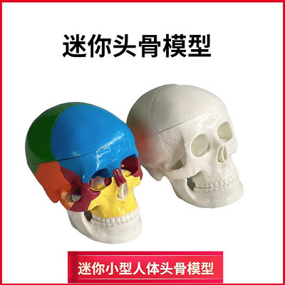 骷髏模型人體頭顱骨骼迷你彩色頭骨可拆卸美術素描道具醫學生教學