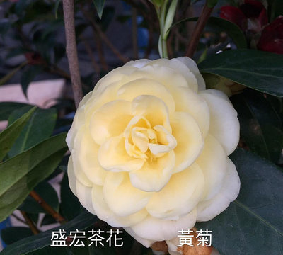 【盛宏茶花】茶花品種︱C嫁接茶花︱黃菊C825