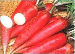 日本手指紅蘿蔔種子300粒30元