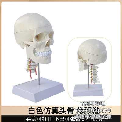 人體模型成人1：1頭顱骨解剖標本 學仿真人體頭骨模型 可拆卸彩色骷髏頭