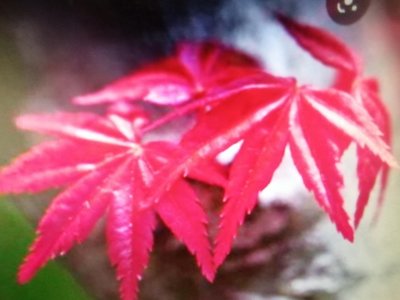特殊少見的老粗頭高露根造型漂亮日本品種紅楓樹槭樹名字叫出星星最鮮豔的紅色小葉品種紅楓樹槭樹小品盆栽便宜割愛3980元免運