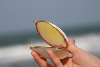 促銷打折 7-8厘米白色粉蛤首飾盒 能自由開合 雙面情侶貝殼 天然貝殼裝飾品~
