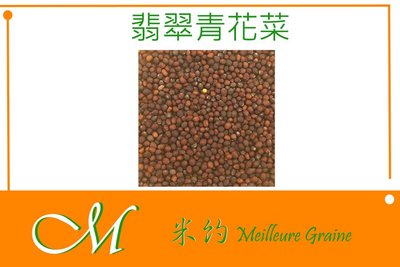 《Meilleur》翡翠青花菜 芽菜種子 Microgreens微型菜苗100g