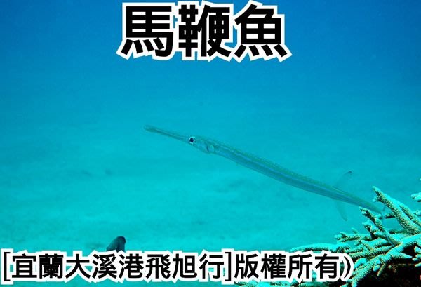 馬鞭魚 馬鞭魚 Yahoo奇摩拍賣