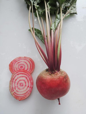 【蔬菜種子L078】粉黛甜菜根~~肉質白色帶有粉紅色環狀。植株生長旺盛，葉片綠色。葉柄紅色，根系發達，根球圓形。