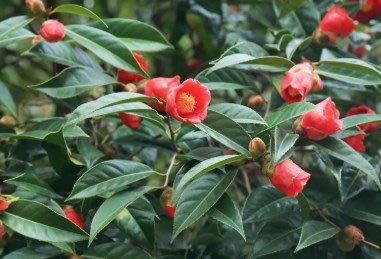 愛花園Camellia semiserrata Chi大果苦茶 庭院綠化工程苗1入: 5吋高40~60cm
