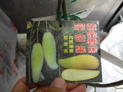 ╭☆東霖園藝☆╮水果苗(香蕉芒果)黃金香蕉蜜芒果