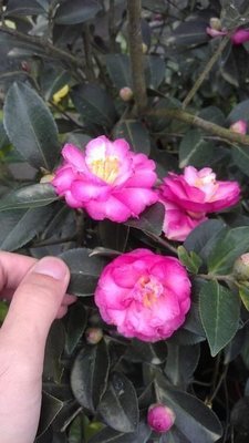 ╭☆東霖園藝☆╮優質花種..山茶花(茶梅)苗 缺貨中