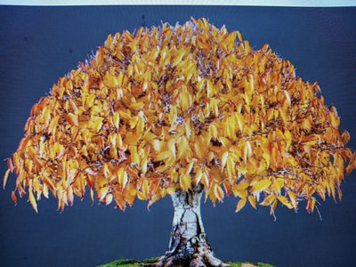 便宜割愛老盆養20多年台灣櫸木2造型特殊漂亮，小品盆栽，是台灣與大陸數億年前冰河時期遺留樹種，優惠大榮免運厚料早期紫砂盆