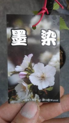 ╭☆東霖園藝☆╮日本櫻花(墨染櫻)墨染..另有多種品種..有無存貨.請先詢問  1-4月才有貨