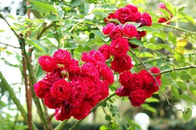 荷花薔薇~樹玫瑰砧木~一種極珍貴的野薔薇~六吋盆植栽~悠遊山城(創始店)