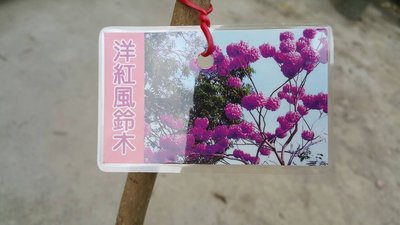 ╭＊田尾玫瑰園＊╯賞花樹種--(洋紅風鈴木 )盆植-盛花期在春季
