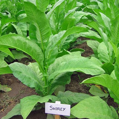 【批發】維吉尼亞菸草(Virginia)1000顆+雪莉(Shirey)500顆種子組#tabacco#捲菸#紙菸#煙斗