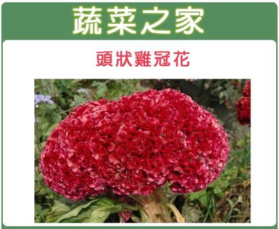 【蔬菜之家滿額免運】H24.頭狀雞冠花種子 0.2克(約120顆) (紅色，高40~60cm.花卉種子)