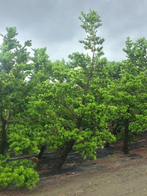 《榮恩園藝》蘭嶼羅漢松，頭25~30公分高4-5米左右，限開路區域，一棵6000，每單2棵起