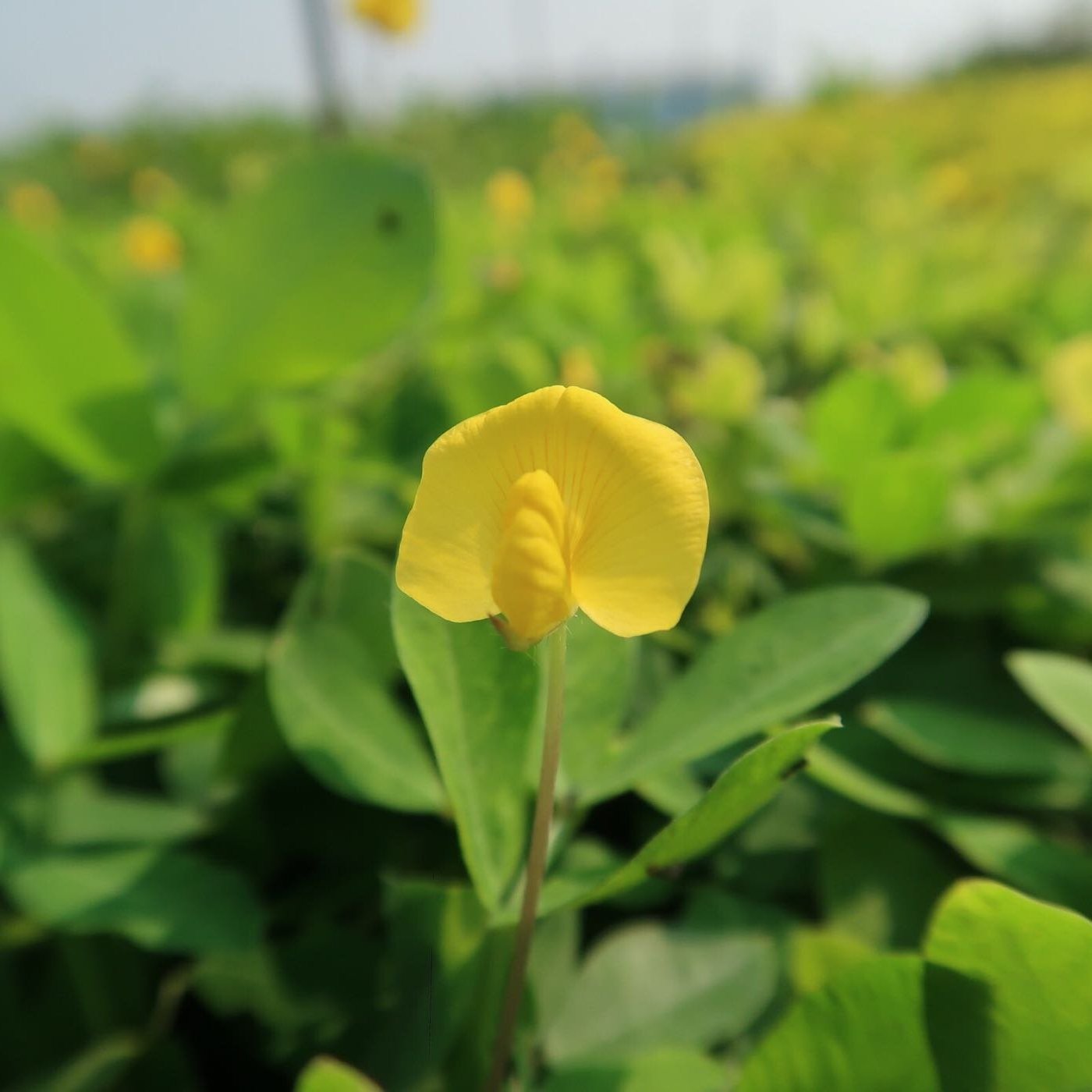 Y喬丹苗圃y蔓花生 3寸黑軟盆 會開花之地