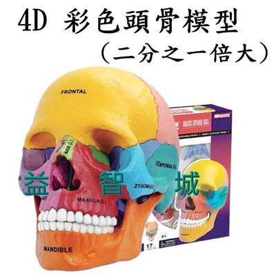 益智城《頭骨模型/頭部模型/模型教具/頭模型//DIY模型/骨頭模型/4D Master 》4D彩色頭骨模型( 1/2倍