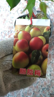 ╭☆東霖園藝☆╮水果苗(胭脂梅)  ..限量供應中...這種果粒較小是做脆梅用的