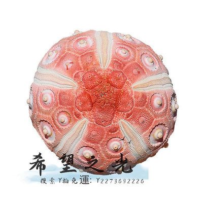標本頭帕海膽天然海螺貝殼自然顏色稀有品種收藏標本家居裝飾兒童科普