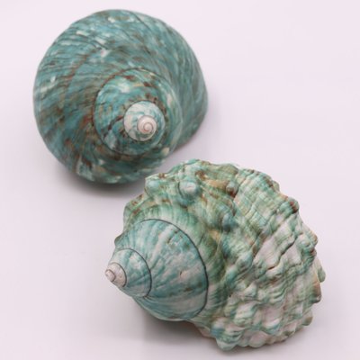 超大綠蠑螺天然貝殼海螺裝飾擺件水族魚缸造景卷貝魚寄~定價