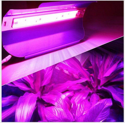 50w 碘鎢燈款 全光譜 植物生長燈 碘鎢燈 led