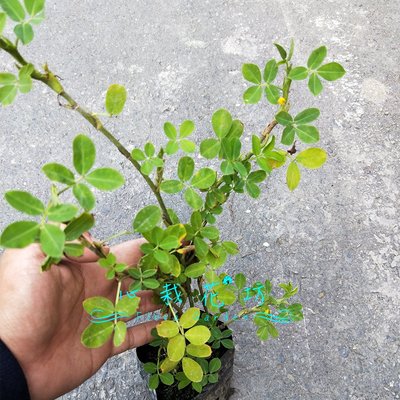 心栽花坊 蔓花生 下一件代表5株 3吋 地被植物 綠化植物 綠籬植物 售價80特價65 Yahoo奇摩拍賣