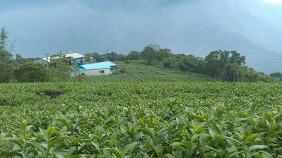 小半天茶葉－杉林溪烏龍冬茶(原價500特價400)2017.11.22製作