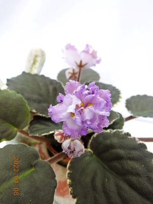 堤緣花語陶-淨化室內空氣植物-非洲紫羅蘭 Buckeye Blushing