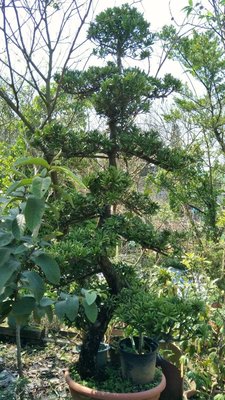 元茂園藝龍潭聖亭路園區 20年造型羅漢松盆栽，實品拍攝