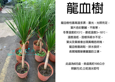 心栽花坊-龍血樹/龍鐵樹/8吋盆/綠化植物/室內植物/觀葉植物/售價1200特價1000