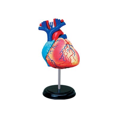 4D MASTER益智拼裝玩具人體心臟器官解剖模型醫學教學用模型