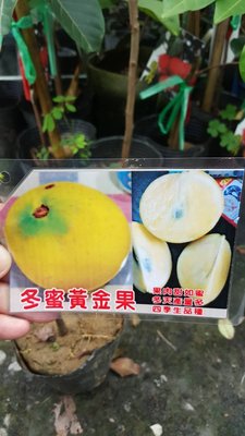 ╭＊田尾玫瑰園＊╯新品種水果苗-(冬蜜黃金果)40-50cm800元