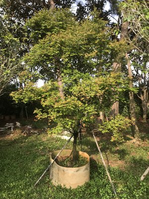 紫檀樹 米俓約7~8cm，高度約2.5~3米 黑松真柏桂花七里香紫檀象牙木