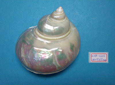 (shelllin 貝殼林)  a050-0202  夜光嶸螺磨光品 (100*91*52 mm)