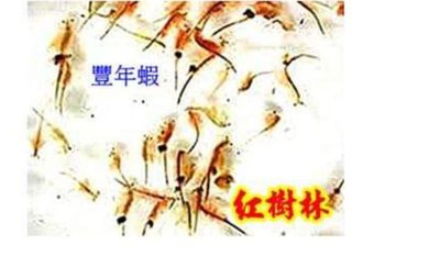 【紅樹林】豐年蝦(小蝦約1000隻以上。活體飼料