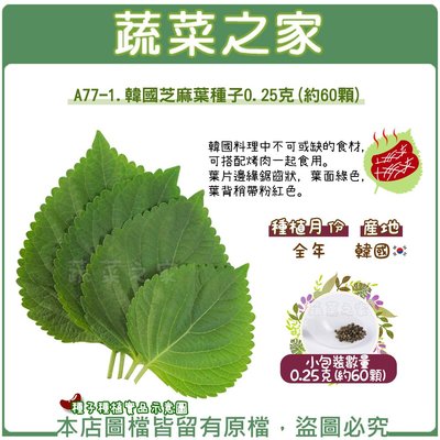 【蔬菜之家滿額免運】A77-1.韓國芝麻葉種子0.25克(約60顆)(片邊緣鋸齒狀，葉面綠色，葉背稍帶粉紅色)