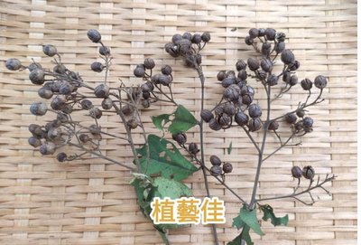[植藝佳]九芎 種子 20g 可育苗 可手作素材 猴不爬 嫁接紫薇用砧木 原生樹種