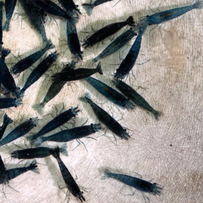 [彩蝦屋］龍魚專用活餌飼料  藍絲絨米蝦 高級活餌