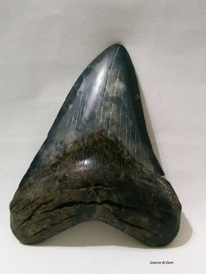 巨齒鯊牙化石-純黑牙11.5公分(4.5吋)( Carcharocles megalodon)~鯊魚牙中的夢幻逸品